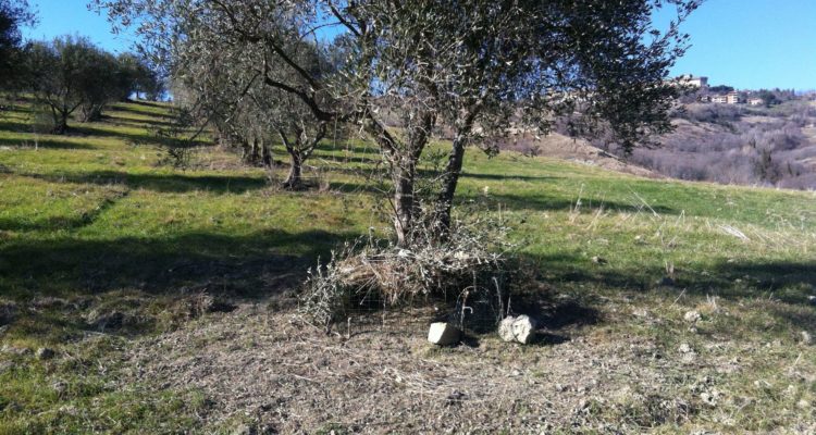 Catture fagiano