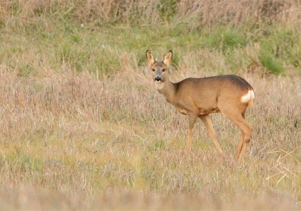 Capriolo