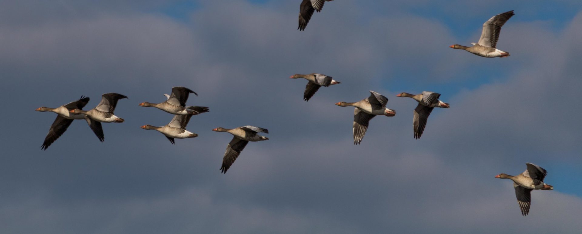 AUTORIZZAZIONE CACCIA IN DEROGA DELLA SPECIE PICCIONE (Columba livia forma domestica) SU TUTTO IL TERRITORIO REGIONALE 2022/2023